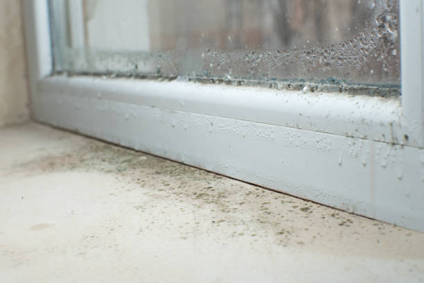 Reliable Spring Valley, MN Mold Remediation Solutions